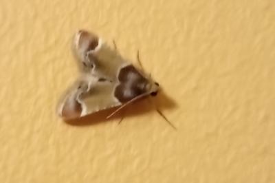 Pyralis farinalis