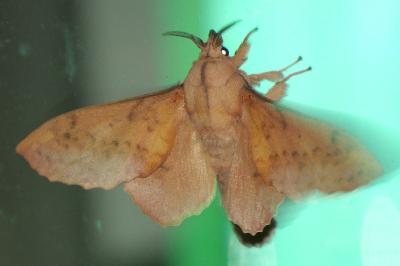 Gastropacha populifolia