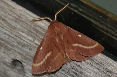 Lasiocampa trifolii