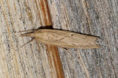 Pediasia contaminella