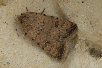 Caradrina clavipalpis