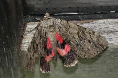 Catocala electa