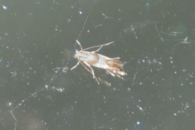 Phyllonorycter roboris