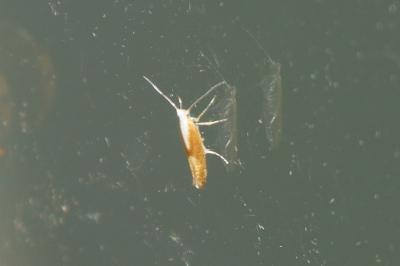 Argyresthia albistria