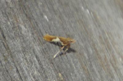 Caloptilia stigmatella