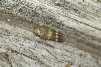 Mompha subbistrigella