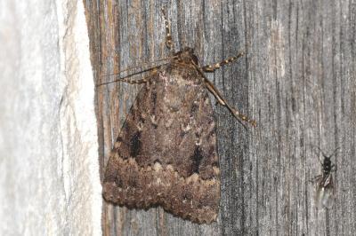 Amphipyra pyramidea
