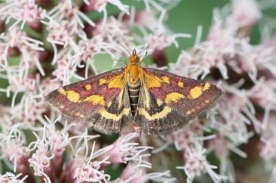 Pyrausta purpuralis