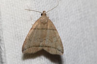Herminia grisealis