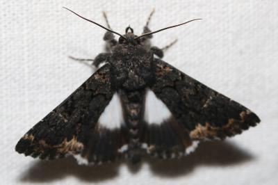 Catephia alchymista