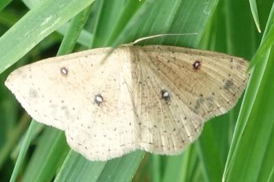 Cyclophora albipunctata