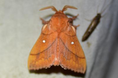 Odonestis pruni
