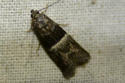 Elegia atrifasciella