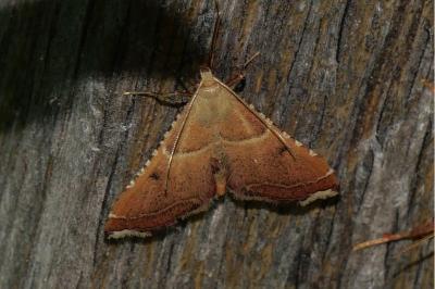 Endotricha flammealis