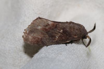 Dendrolimus pini