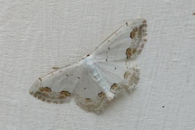 Scopula ornata