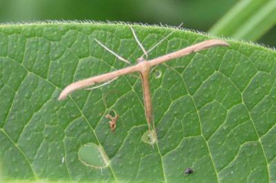 Emmelina monodactyla