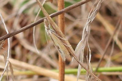 Agriphila inquinatella