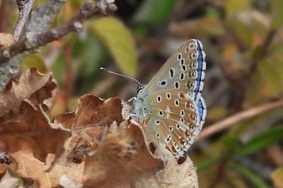 Lysandra bellargus