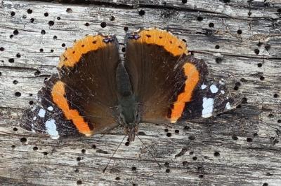 Vanessa atalanta