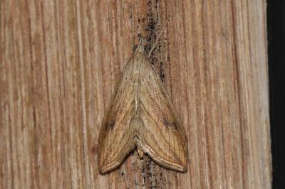 Evergestis forficalis