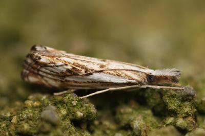Catoptria falsella