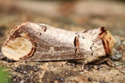 Phalera bucephala