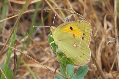 Colias crocea