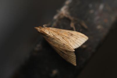 Udea ferrugalis