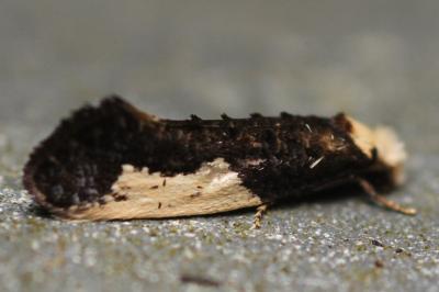 Monopis monachella