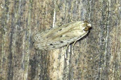 Phycitodes binaevella
