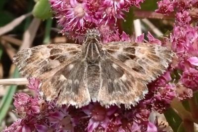 Carcharodus alceae