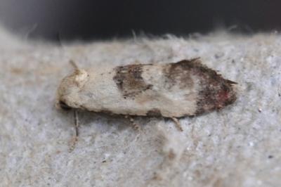 Cochylis posterana