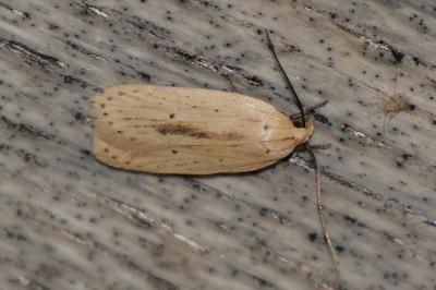 Agonopterix pallorella