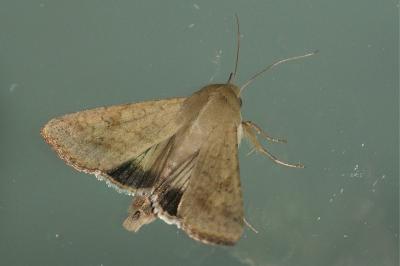 Helicoverpa armigera