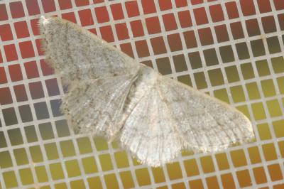 Idaea subsericeata