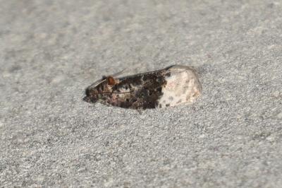 Apotomis betuletana