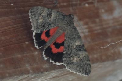 Catocala nupta