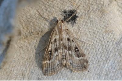 Parapoynx stratiotata
