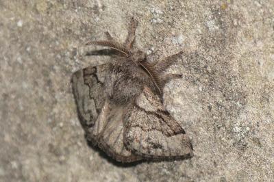 Trichiura crataegi