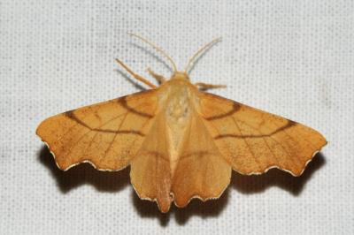 Ennomos erosaria