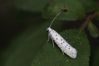 Yponomeuta cagnagella
