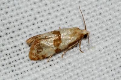 Phalonidia contractana