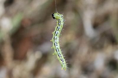 Cydalima perspectalis