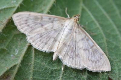 Patania ruralis