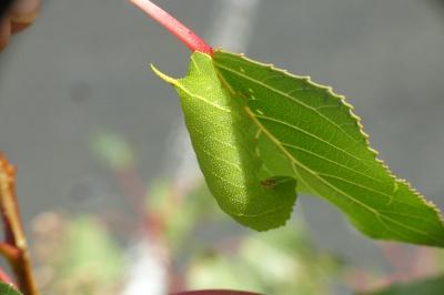 Smerinthus ocellatus