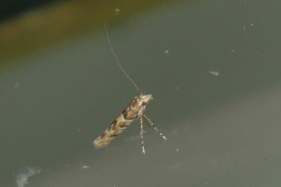Acrocercops brongniardella