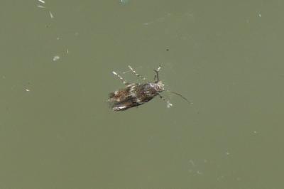 Mompha subbistrigella