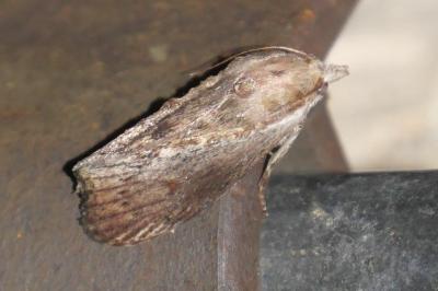Galleria mellonella