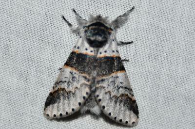 Furcula bifida
